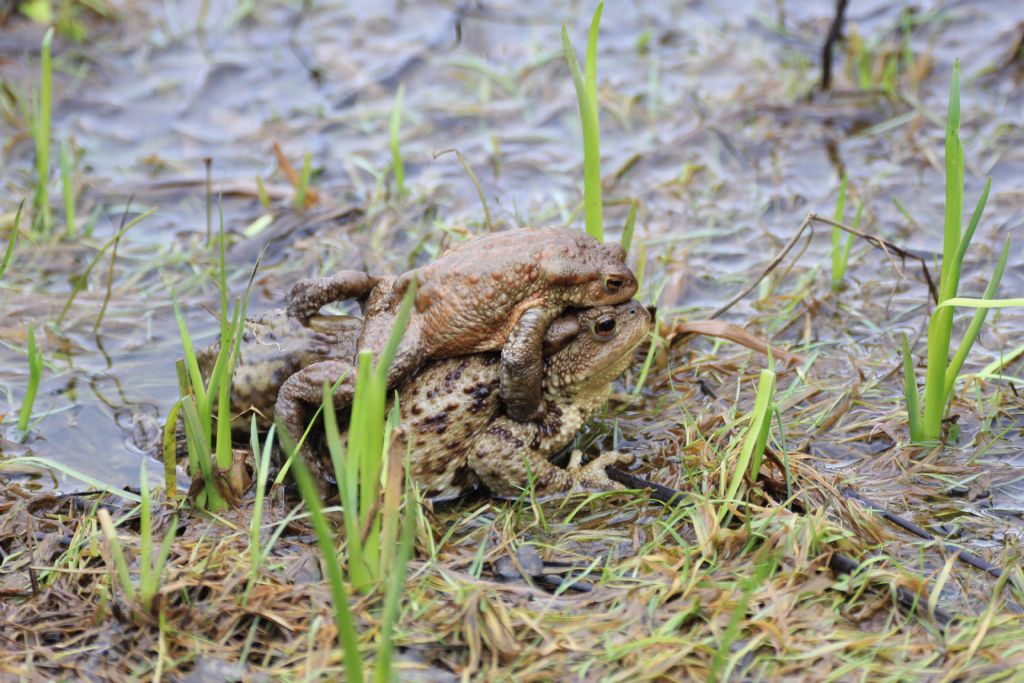 Groviglio di rospi comuni (Bufo bufo)